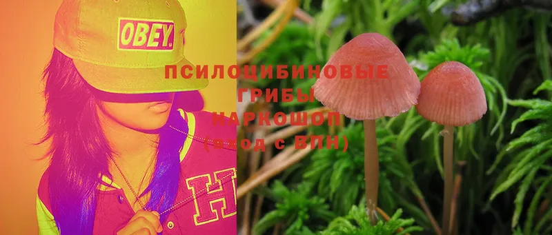 Галлюциногенные грибы Cubensis  ОМГ ОМГ   Сясьстрой 